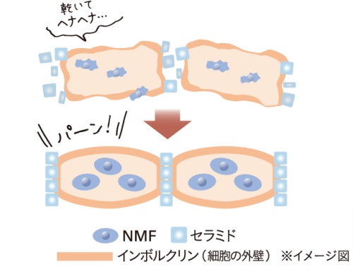 体幹スキンケア成分グリセナジーRBを配合